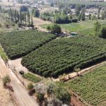 Tokat’ta Geleceğin Siyah Altını Yetişecek Islahı Yapıldı Sonuç Beklenecek Uzman Ekip Yüksek Verim İçin Çalışmaya Başladı